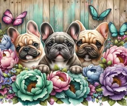 Boston Terrier