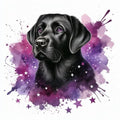 Black Lab